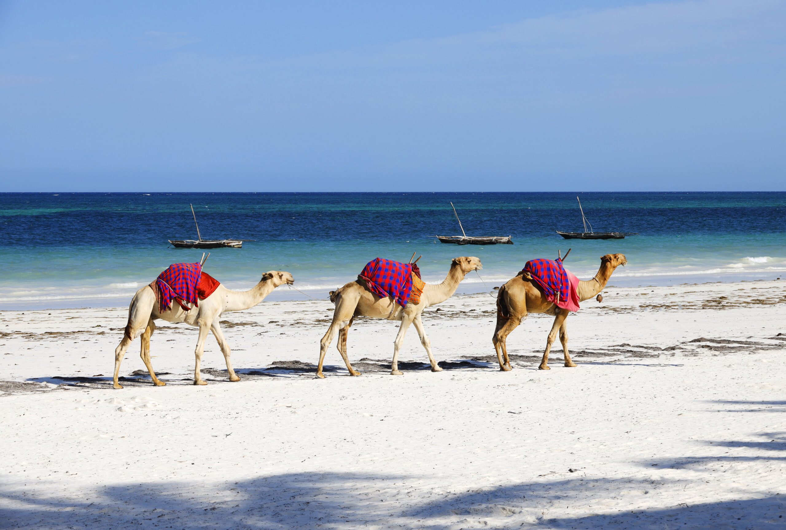 Group of camels on Diana Beach in Kenya, Africa Rann Utsav & Bhuj Heritage Escape - Image 1